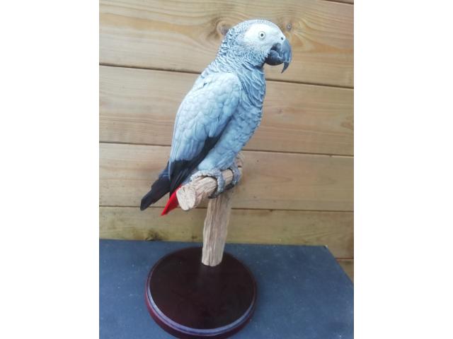 Photo New mounted birds image 5/6