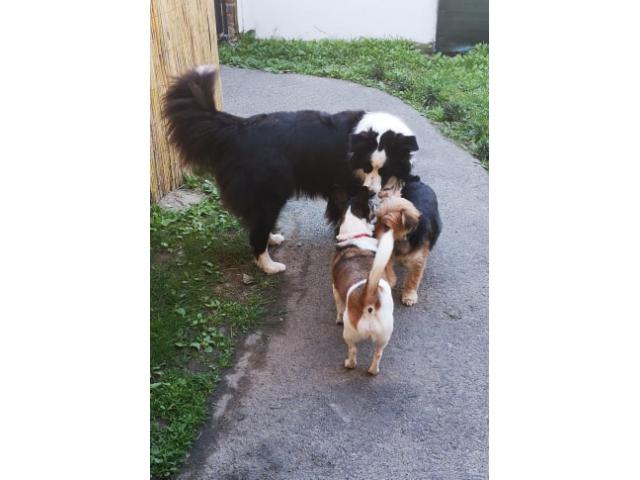 Photo Nous gardons votre chien en famille (6€/jour) image 5/6