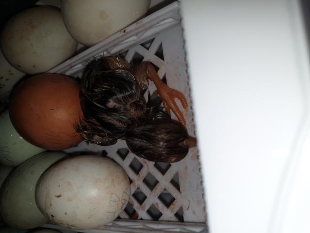 Photo Œuf fécondé cream legbar de mon paquet mix ( vos poules pondront de jolies œufs bleu image 5/5