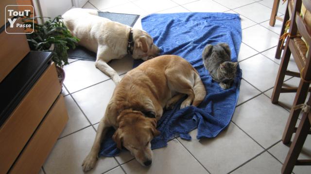 Photo Pension familiale pour chiens et chats + éducation canine image 5/5