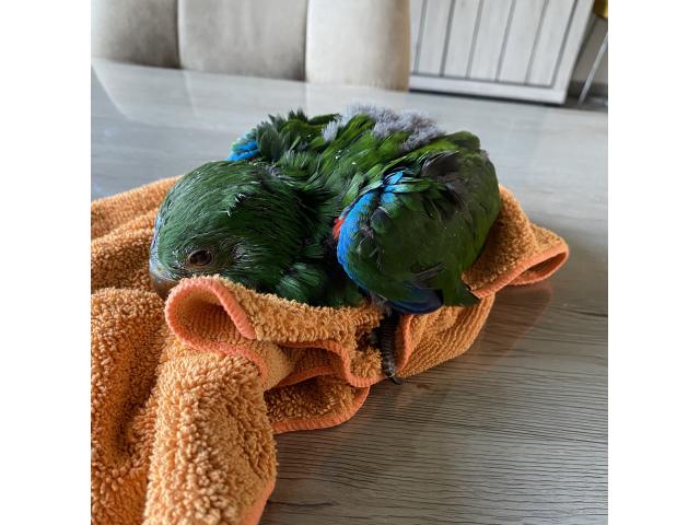 Photo PERROQUET ECLECTUS APPRIVOISER EAM image 5/5