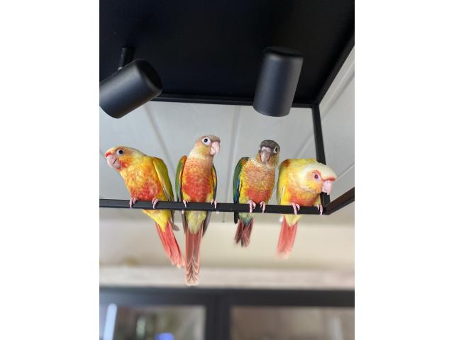 Photo PERROQUET ECLECTUS APPRIVOISER EAM image 5/6