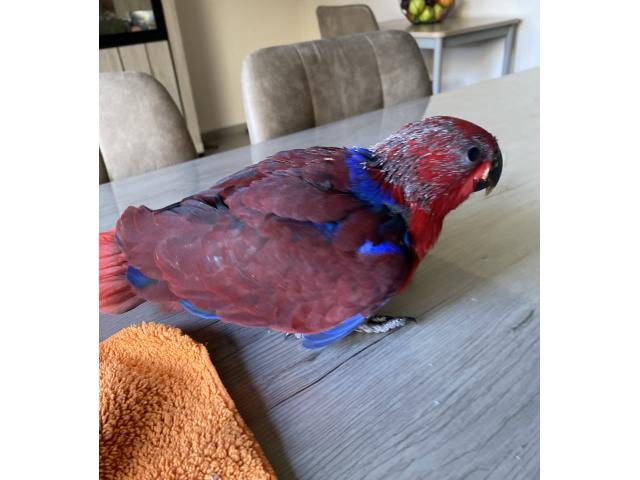 Photo PERROQUET ECLETUS APPRIVOISER EAM image 5/6