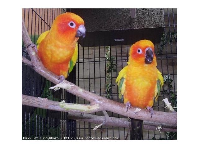 Photo Perroquets arrêt d'élevage image 5/5