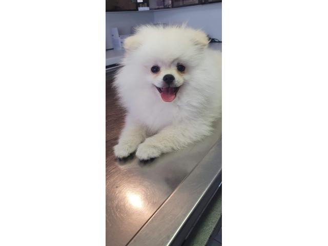 Photo Petit loulou de Pomeranie image 5/5