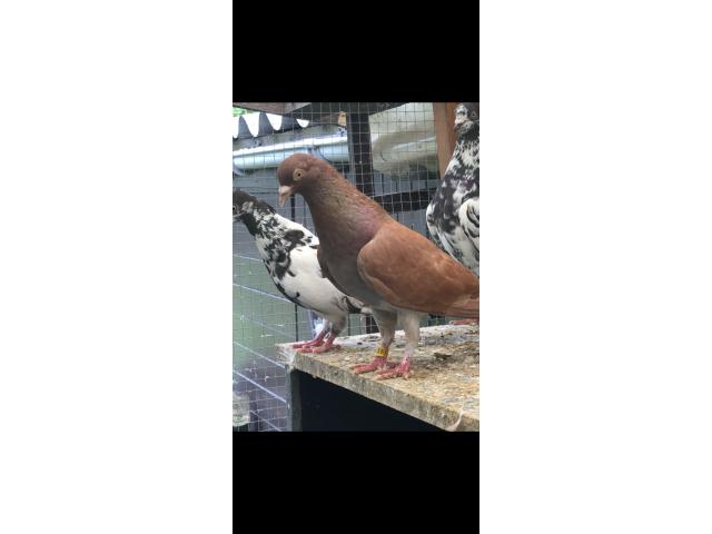 Photo Pigeon à vendre image 5/5