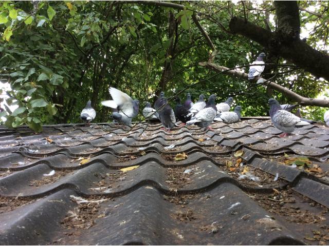 Photo Pigeons lynx de Pologne image 5/6