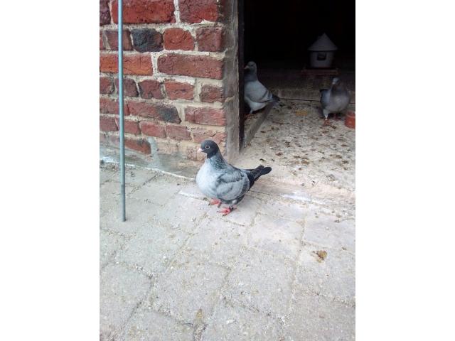 Photo Pigeons très familiers d'origine américaine image 5/5