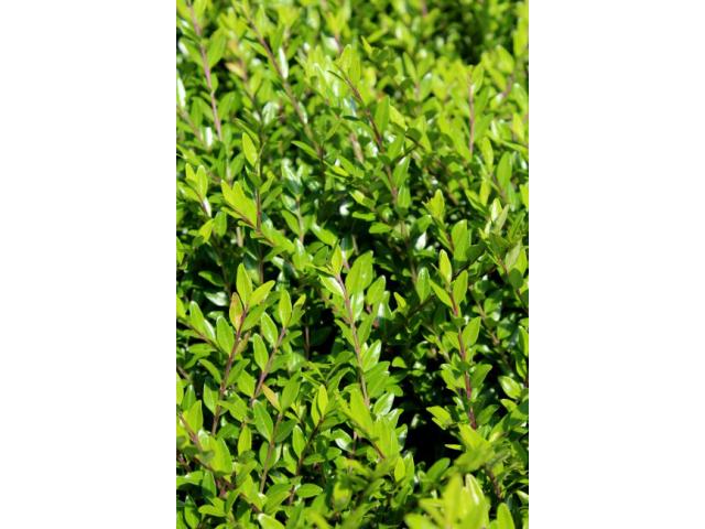Photo Plantes tapissantes 1.80 CHF image 5/6