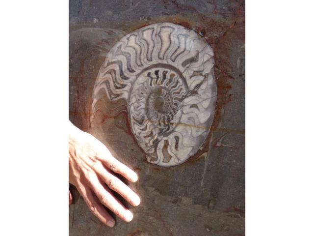 Photo Plaque de fossile d'orthocére et ammonite image 5/5