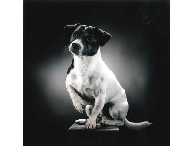 Photo Propose mâle Jack Russel pour saillie image 5/6