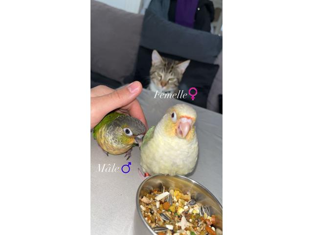 Photo Pyrrhura conure eam apprivoiser image 5/6