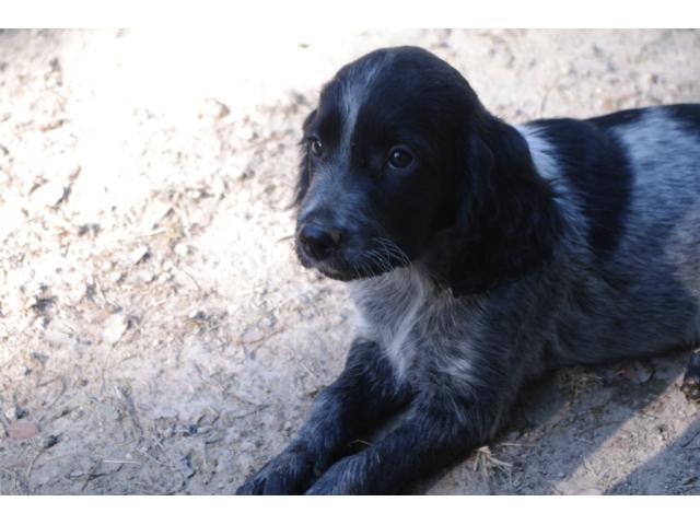 Photo Rare chiots epagneuls bleus de picardie LOF image 5/6