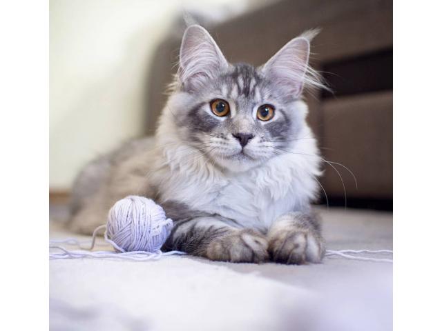 Photo Recherche Maine Coon image 5/6