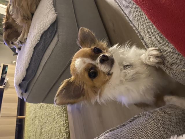 Photo Recherche mâle chihuahua pour saillie image 5/5