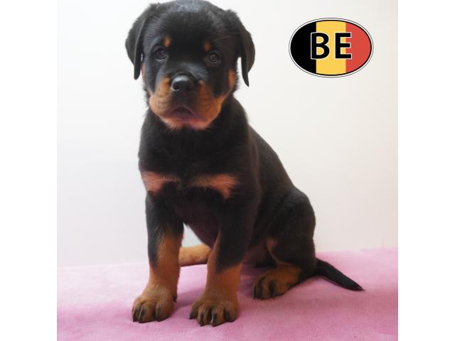 Photo Rottweiler Chiots puissants, nobles et équilibrés à vendre image 5/6
