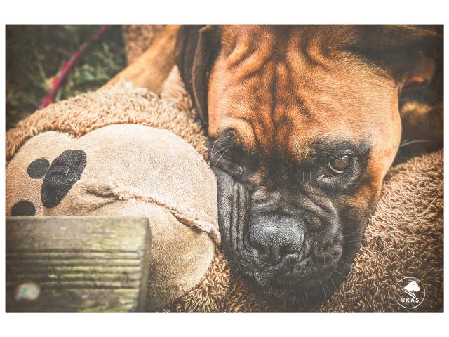 Photo Saillie Boxer image 5/6