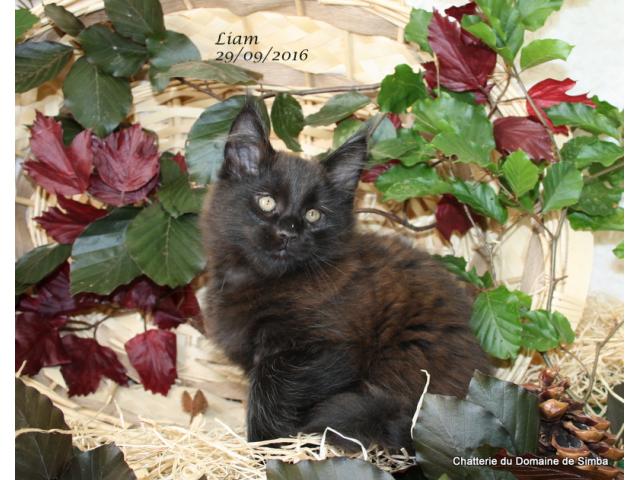 Photo splendide chatons maine coon à réserver( gros gabarit) image 5/6