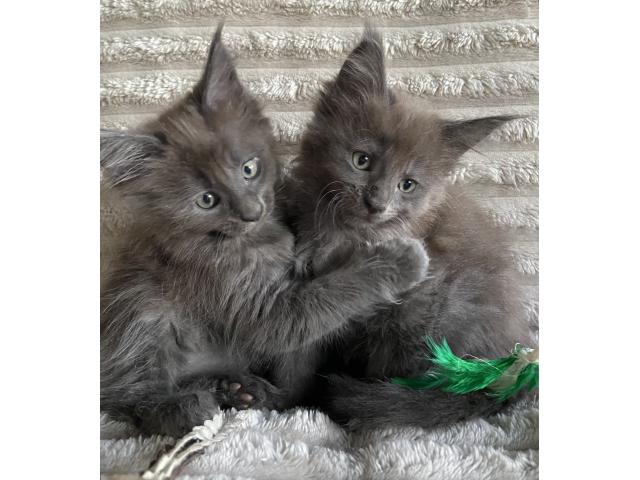 Photo Splendides chatons bleues smokes image 5/5