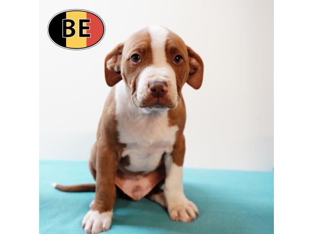 Photo Splendides chiots American Staffordshire Terrier image 5/6