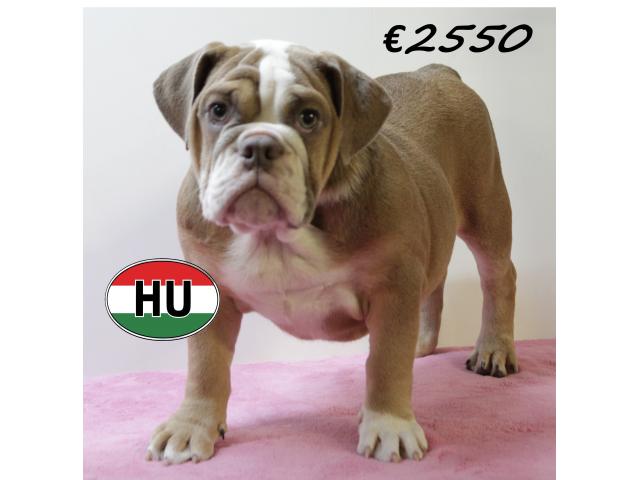 Photo Splendides chiots Bouledogue Anglais de différentes couleurs image 5/6