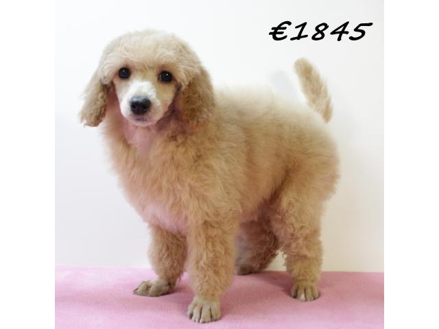 Photo Splendides chiots Caniche Nain image 5/6