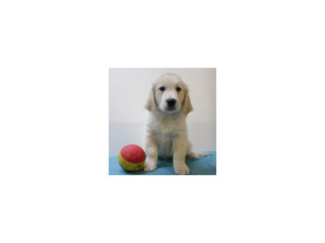 Photo Splendides chiots Golden retriever à vendre image 5/5
