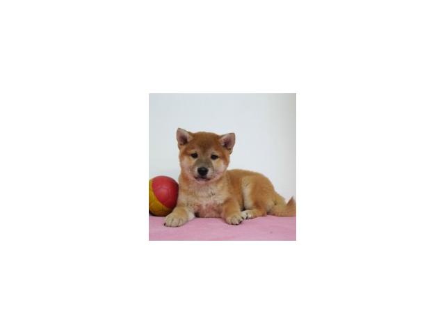 Photo Splendides chiots Shiba Inu à vendre image 5/6