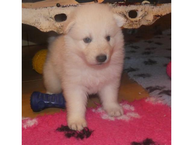 Photo Sublimes petits chiens males et femelle image 5/6