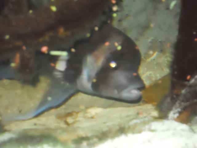 Photo Superbe aquarium juwel image 5/6