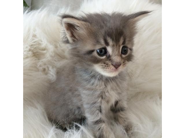 Photo superbe chatons Maine Coon image 5/6