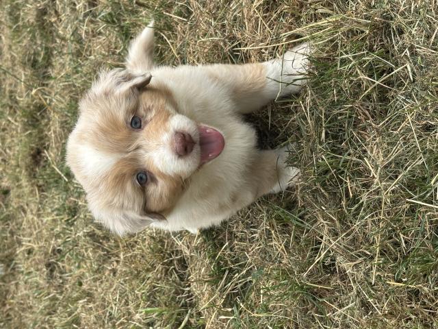 Photo Superbes chiots berger australiens disponibles image 5/6