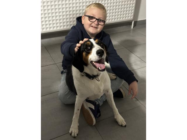 Photo Syla, Beagle croisé Jack Russel image 5/5