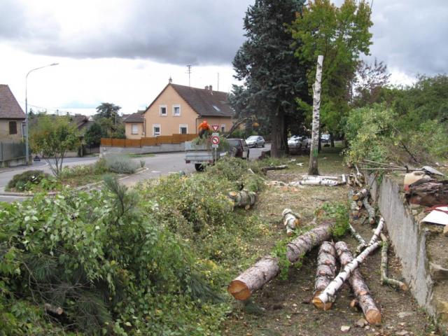 Photo Taille de haie élagage abattage image 5/5