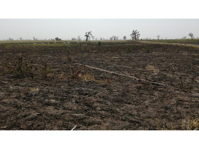 Photo Terrain agricole de 3 hectares à vendre à Sandiara image 5/5