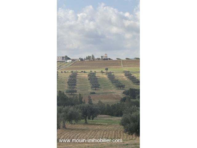 Photo TERRAIN MZIRAA Hammamet Birbouregba T1024 image 5/5
