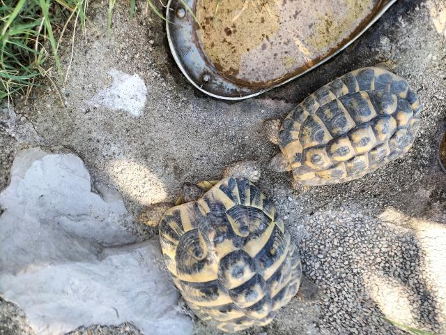 Photo Tortue HERMANN image 5/5