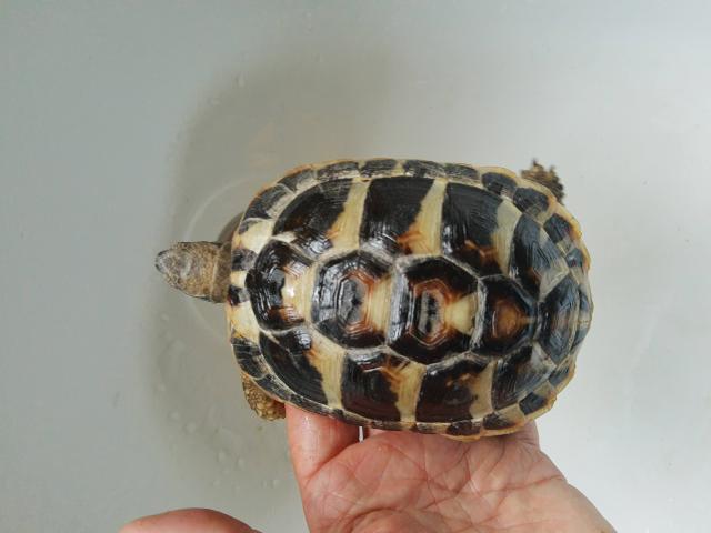 Photo Tortue Hermann - Tortues de terre - tortue terrestre image 5/6