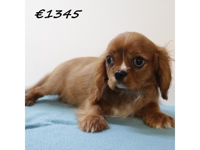 Photo Très beaux chiots Cavalier King Charles image 5/6