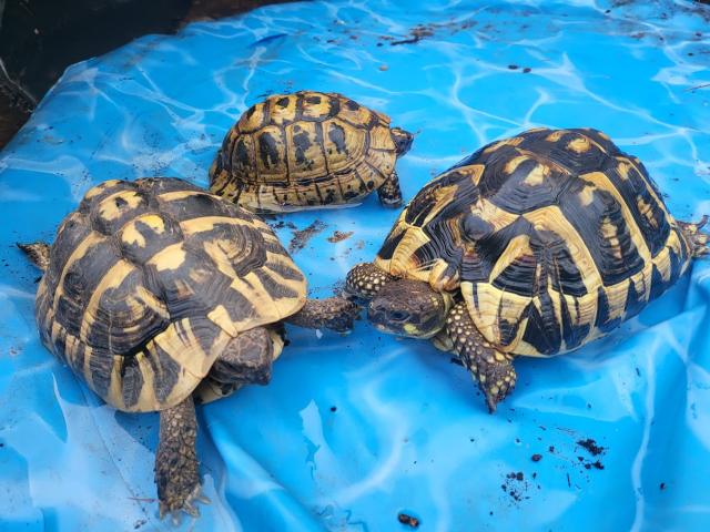 Photo un couple de tortues de terre Hermann image 5/5