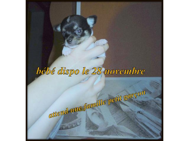 Photo vend très beau bébés chichis pure race image 5/6