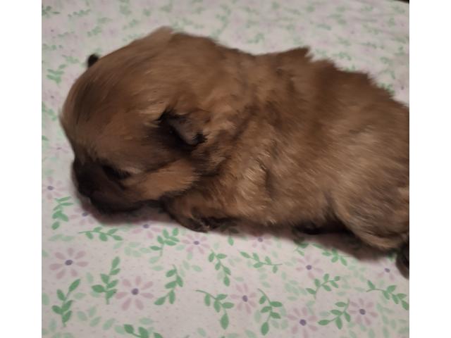 Photo Vendre magnifique chiots Spitz nains maman agree  HK 01600994 image 5/6