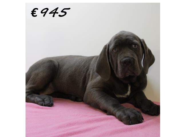 Photo X Chiots American Bully XXL à vendre image 5/6