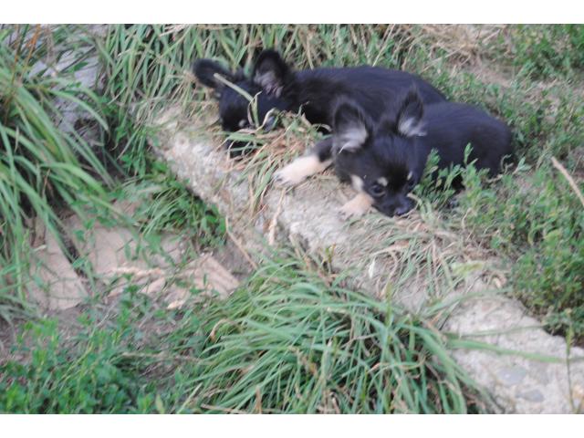 Photo 2 femelles chihuahuas de 4 mois PL image 6/6