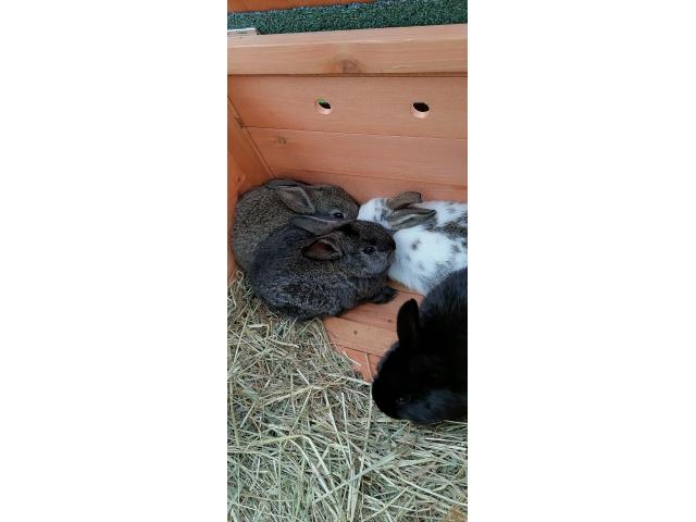 Photo 4 jeunes lapins à vendre ! image 6/6