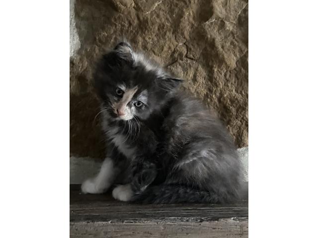 Photo 5 magnifiques chatons bleus et crèmes image 6/6
