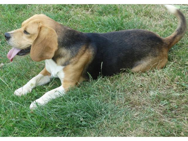 Photo A réserver 4 chiots Beagle inscrits aux L.O.F.. image 6/6