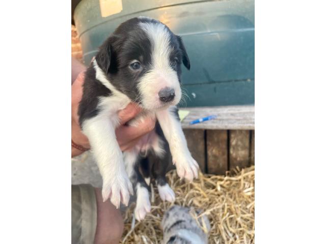 Photo A vendre Border Collie image 6/6