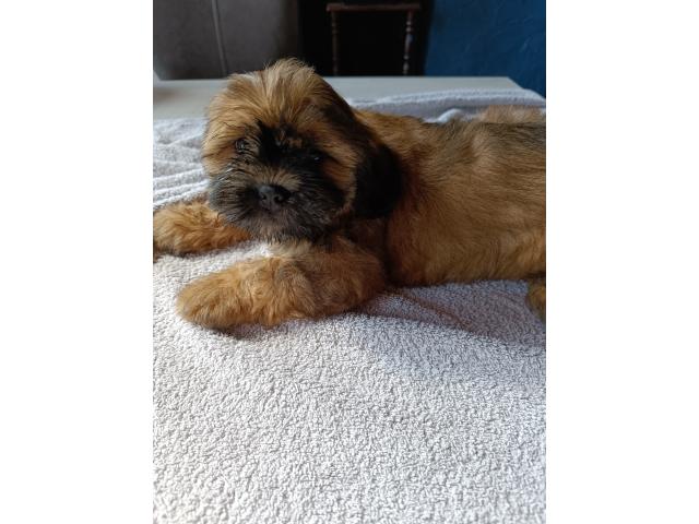 Photo A vendre chiots Shih Tzu image 6/6