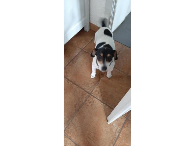 Photo a vendre de jolis bebe jack russel image 6/6